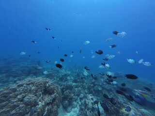 Underwater sea ocean water with beautiful diverse corals and fishes swimming