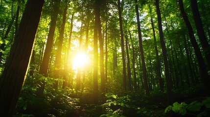 Obraz premium Sunlight filtering through a dense forest creating a warm glow among the tall trees and lush greenery : Generative AI