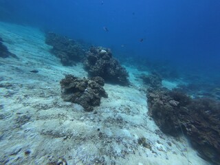 Underwater sea ocean water with beautiful diverse corals and fishes swimming