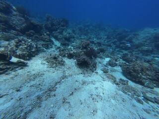 Underwater sea ocean water with beautiful diverse corals and fishes swimming