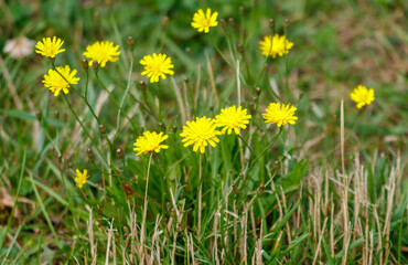 Fototapeta premium A bunch of yellow flowers are growing in a field