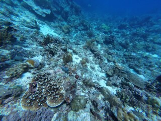 Underwater sea ocean water with beautiful diverse corals and fishes swimming