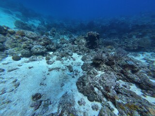 Underwater sea ocean water with beautiful diverse corals and fishes swimming