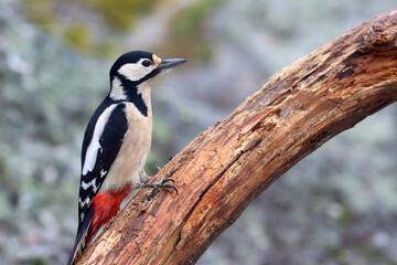 Great spotted woodpecker