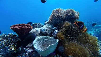 An underwater ecosystem built by colonies of tiny animals 