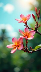 Obraz premium Frangipani flowers swaying gently in the breeze and sunlight, blossom, bloom