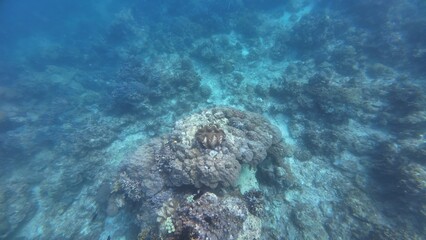 Underwater sea ocean water with beautiful diverse corals and fishes swimming 