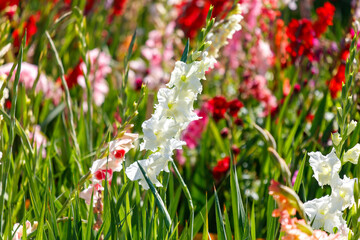 A field of flowers with a large white flower in the middle