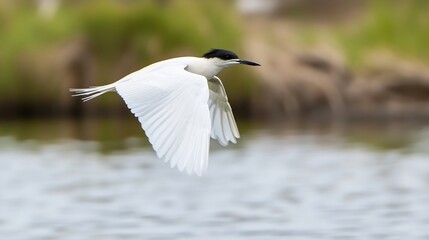 Fototapeta premium Captivating White Bird in Flight Over Tranquil Waters Showcasing Nature's Beauty : Generative AI