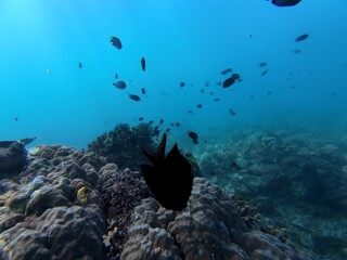 Underwater sea ocean water with beautiful diverse corals and fishes swimming 