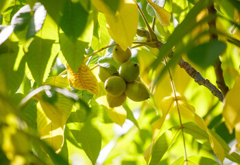 A tree with green leaves and yellow leaves