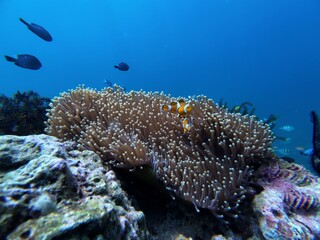 Underwater sea ocean water with beautiful diverse corals and fishes swimming 