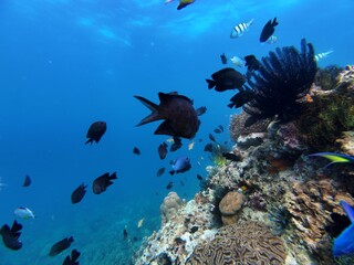Obraz premium Underwater sea ocean water with beautiful diverse corals and fishes swimming 