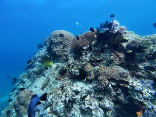 Underwater sea ocean water with beautiful diverse corals and fishes swimming 