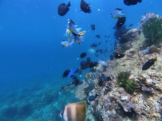 Underwater sea ocean water with beautiful diverse corals and fishes swimming 