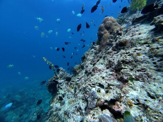 Underwater sea ocean water with beautiful diverse corals and fishes swimming 