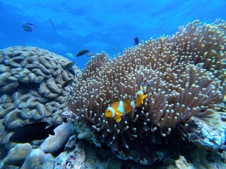 Ocellaris Clownfish swimming in sea anemone 