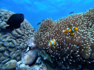Ocellaris Clownfish swimming in sea anemone 