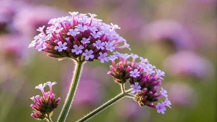 Papier peint photo Vibrant Verbena Bloom: Delicate clusters of purple verbena flowers in soft focus bathed in sunlight, showcasing intricate textures and vibrant hues, exuding freshness.