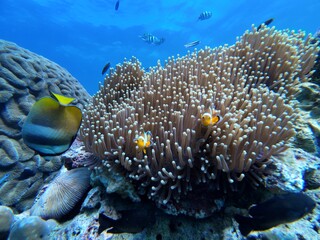 Ocellaris Clownfish swimming in sea anemone 