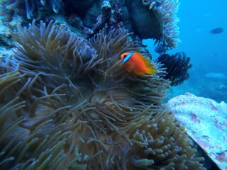 Ocellaris Clownfish swimming in sea anemone 