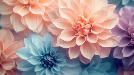 Close up of colorful dahlia flowers with soft lighting
