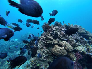 Underwater sea ocean water with beautiful diverse corals and fishes swimming 