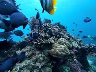 Fototapeta premium Underwater sea ocean water with beautiful diverse corals and fishes swimming 