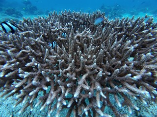 Tropical colorful fish and soft coral