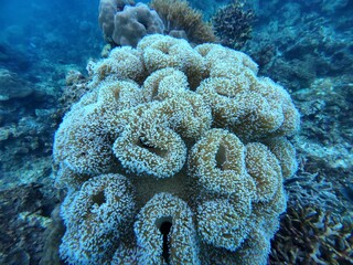 Underwater sea ocean water with beautiful diverse corals and fishes swimming 
