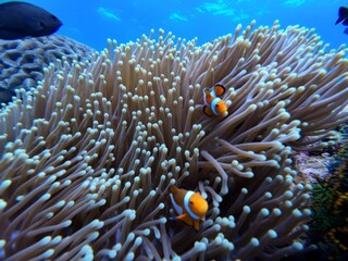 Ocellaris Clownfish swimming in sea anemone 