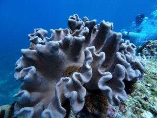 Underwater sea ocean water with beautiful diverse corals and fishes swimming 