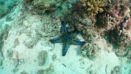 sea star fish on the seabed 