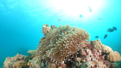 Ocellaris Clownfish swimming in sea anemone 