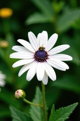 Fototapeta premium White echinacea flower with a small bee and some leaves in the background, flora, flowers