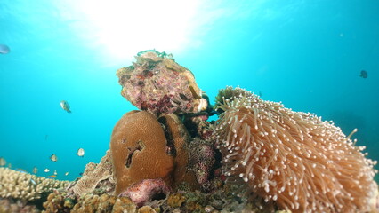 Underwater sea ocean water with beautiful diverse corals and fishes swimming 