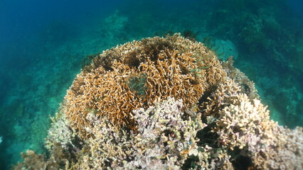 Underwater sea ocean water with beautiful diverse corals and fishes swimming 