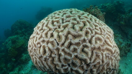 Marine life grooved Brain coral close up