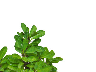 A leafy green plant with droplets of water on it