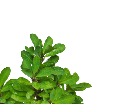 A leafy green plant with droplets of water on it