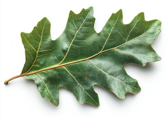 Fototapeta premium a green leaf on a white background