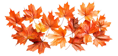 Autumn maple leaves isolated on white background