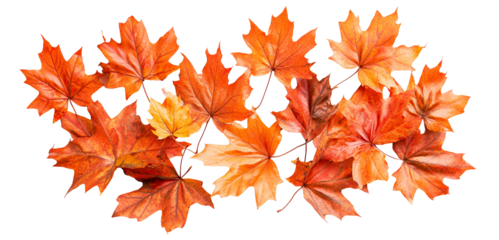 Autumn maple leaves isolated on white background
