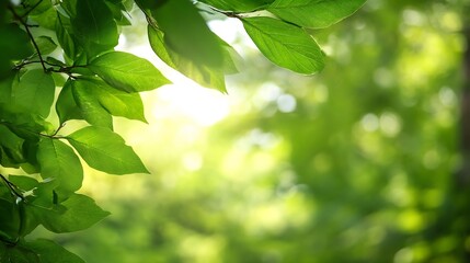 Sunlit Green Leaves Surrounded by Soft Focus Natural Background : Generative AI