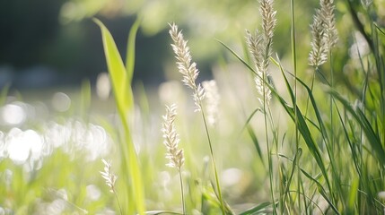 Peaceful Nature Close Up of Tall Grass Blades and Soft Background Reflecting River Light : Generative AI