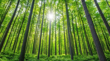 Obraz premium Lush Green Forest with Sunlight Streaming Through Trees in Spring