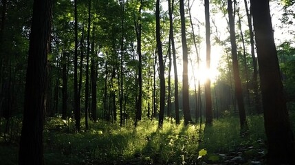Obraz premium Sunlight filtering through tree trunks in a dense forest creating a beautiful ambience : Generative AI