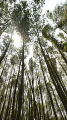 A stunning low-angle view of towering pine trees reaching towards the sky