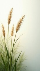 Fototapeta premium Gentle rustling ornamental grass tufts on white, gentle, soothing, natural