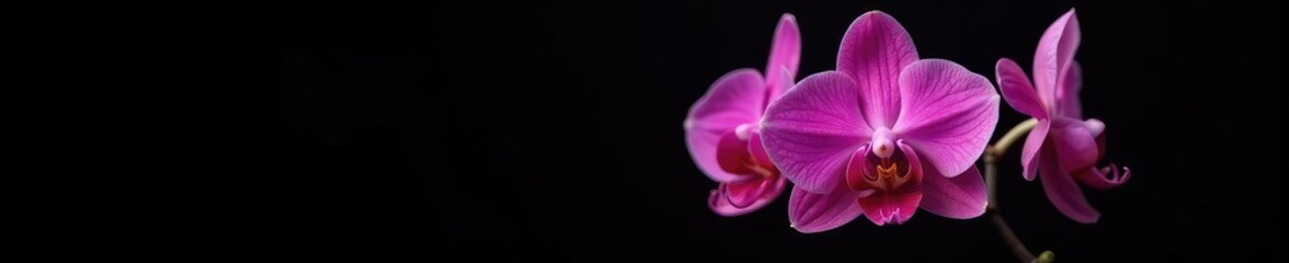 Obraz premium Pink orchid in full bloom against black background, flower, orchid, nature